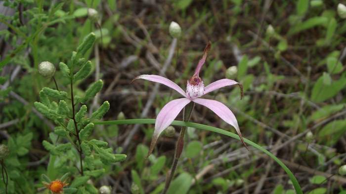 Caladenia - Spider Orchid-7-Sep-2018p0005.JPG